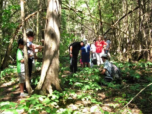 Wooed in the woods : an automn full of wonders