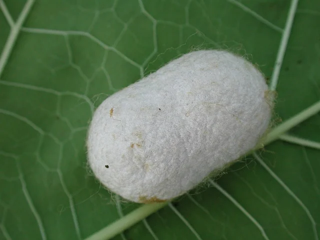 silkworm-2766232_640.jpg