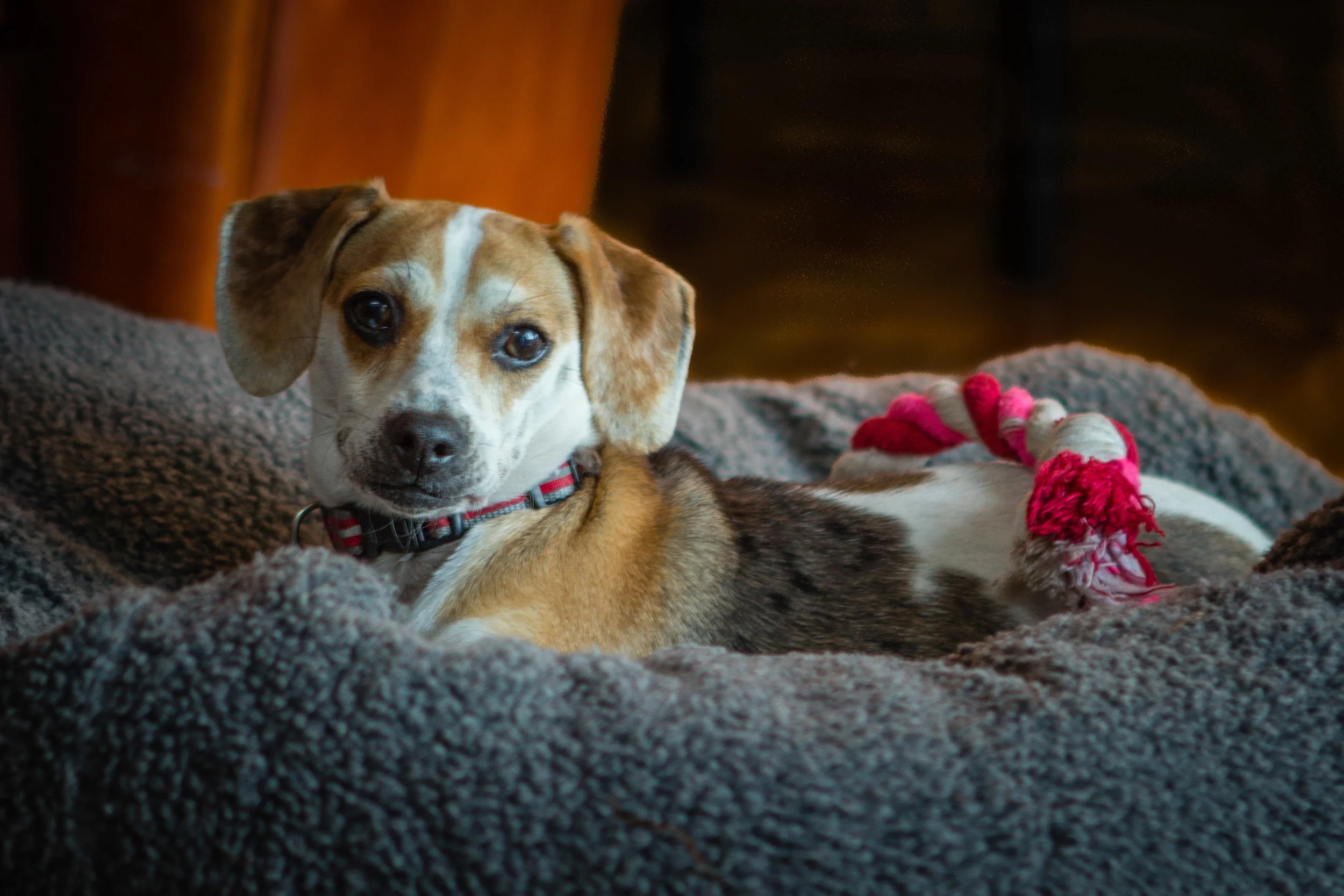 Evie and Coco-1.jpg