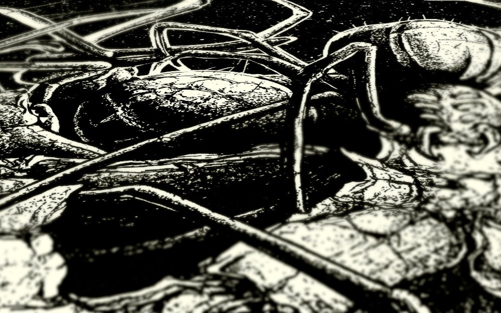 Spiders02.jpg