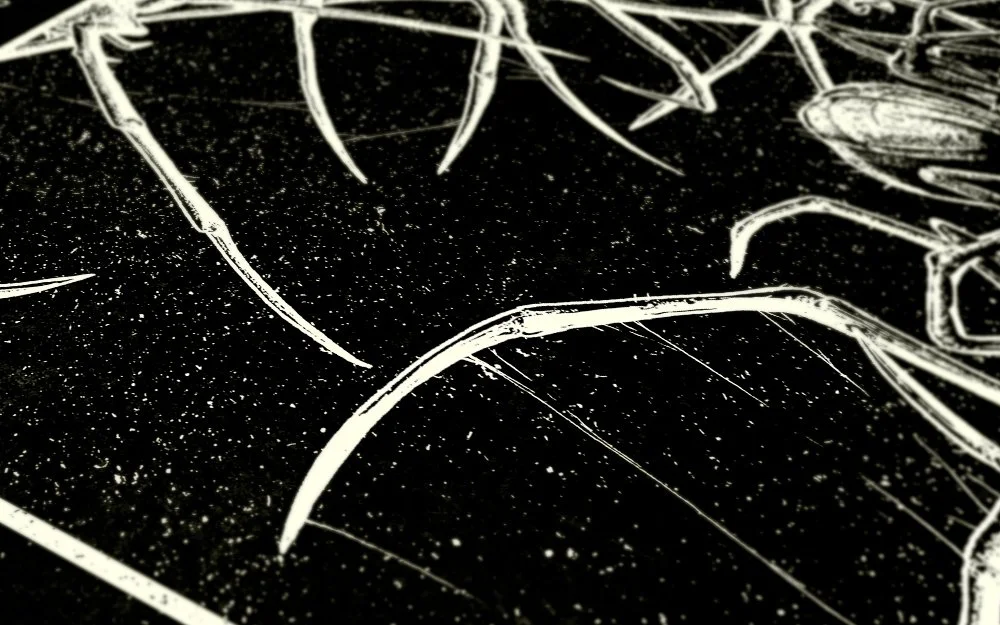 Spiders03.jpg