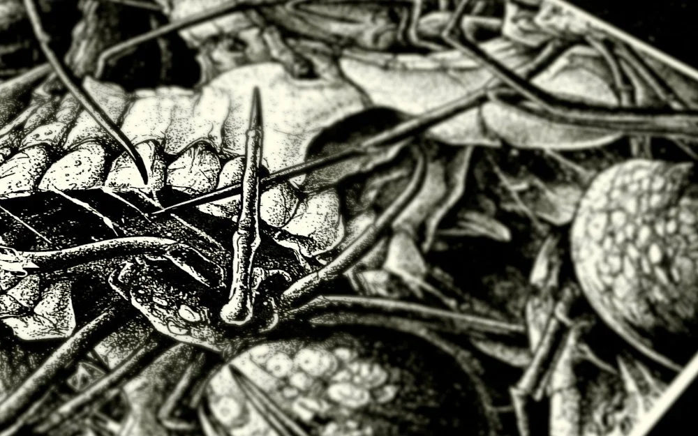 Spiders04.jpg