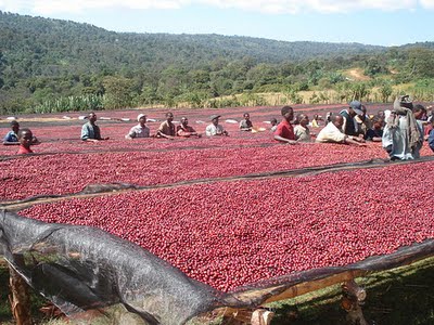 Coffee+beans+drying.jpg