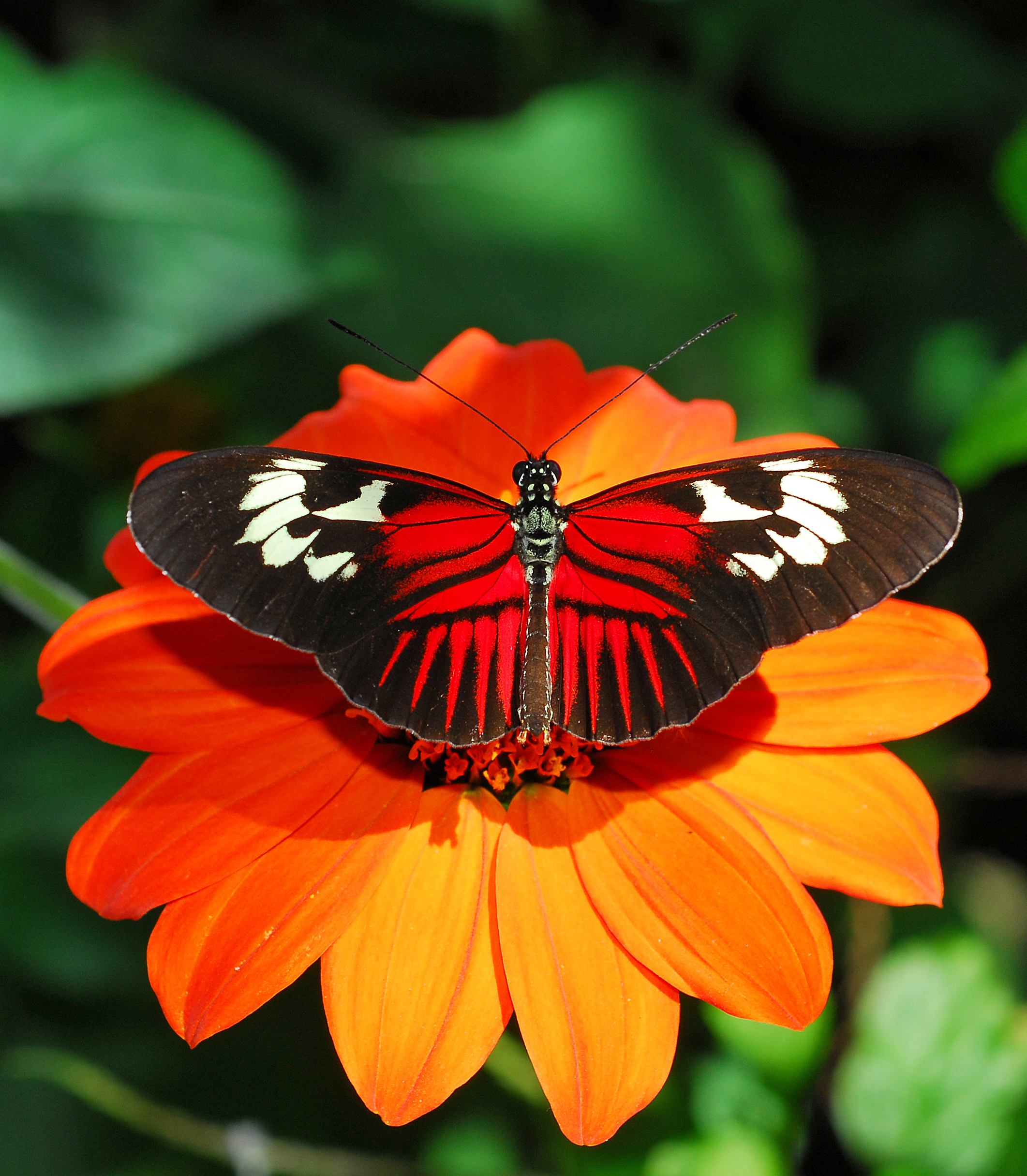 Butterfly on Flower1.jpg