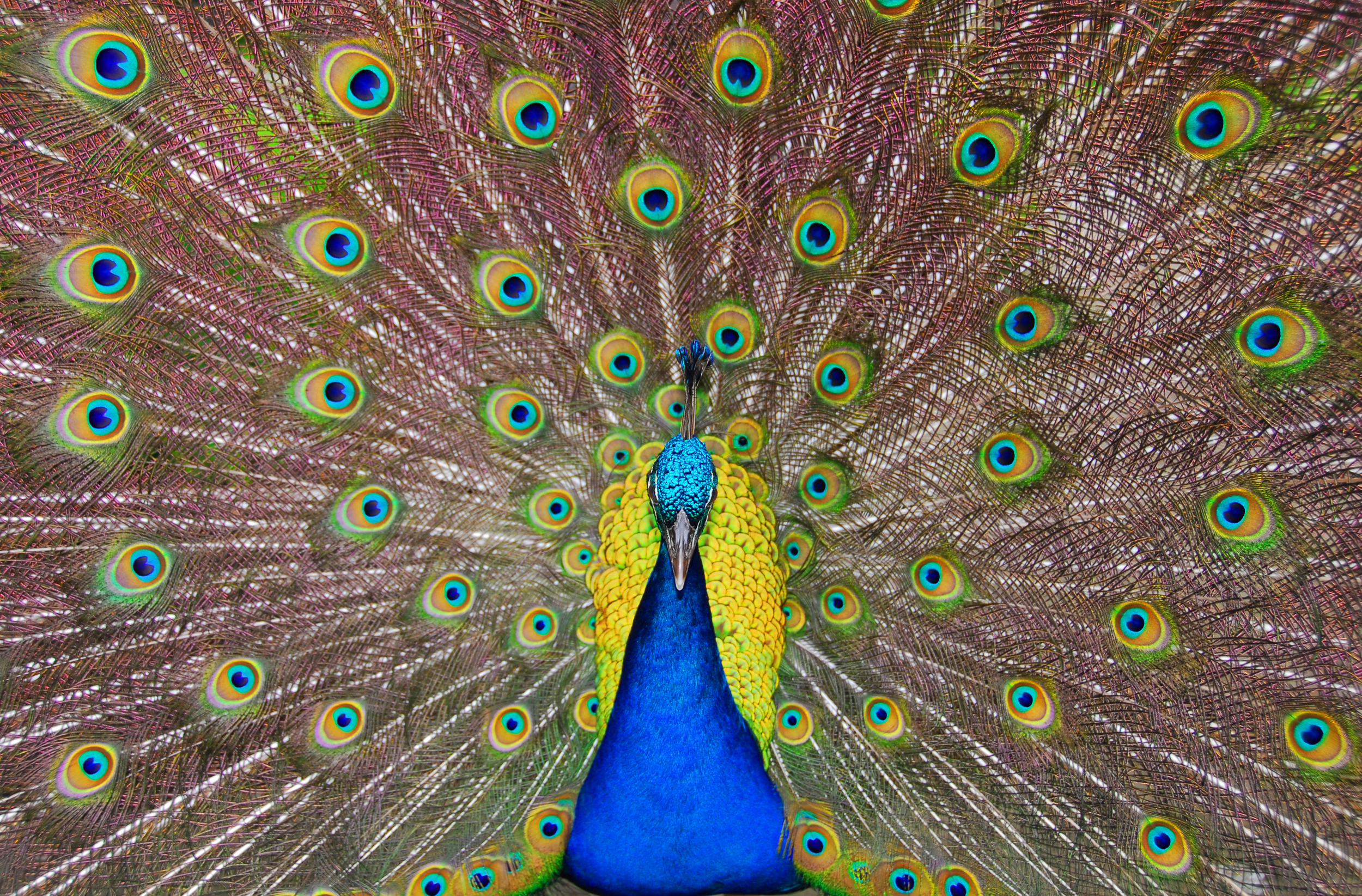 Peacock copy.jpg