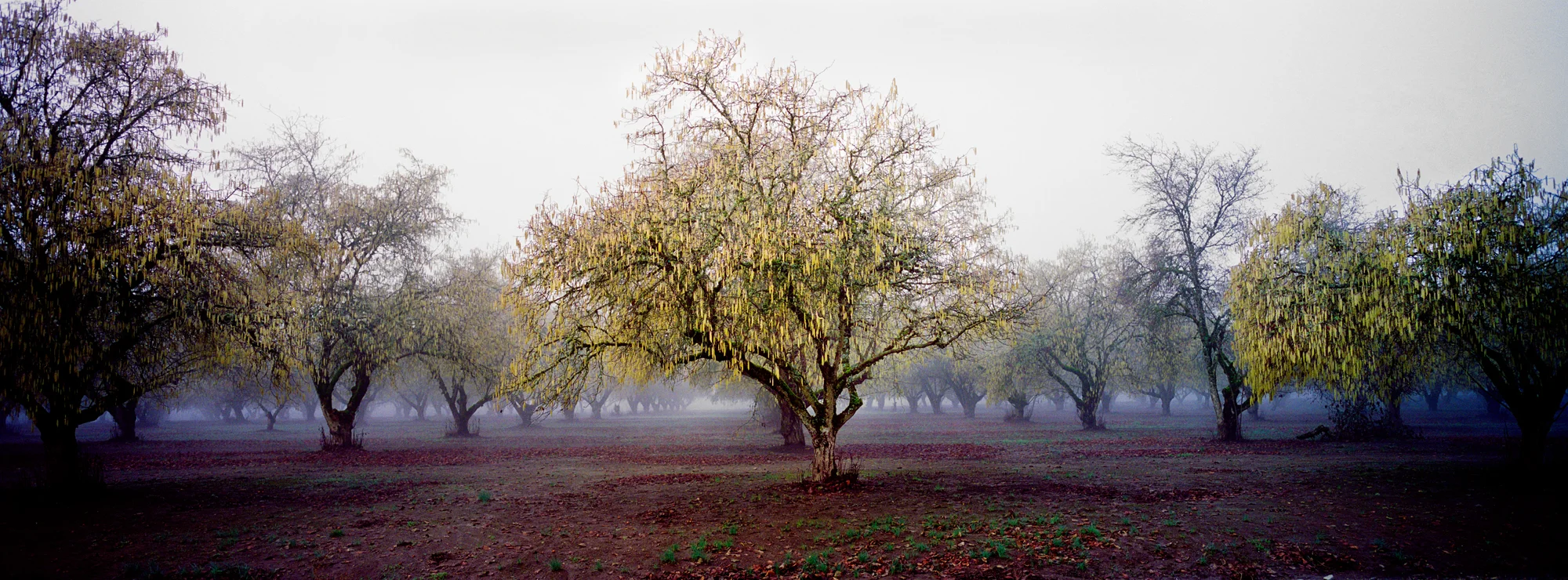 Orchard 8 copy.jpg