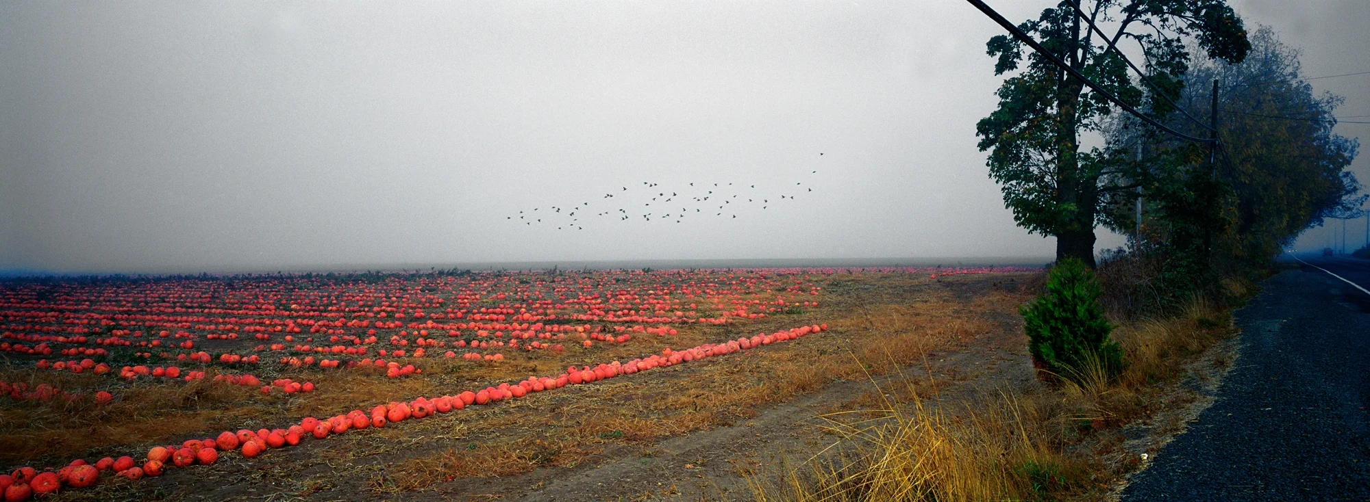pumpkin birds 8 copy.jpg