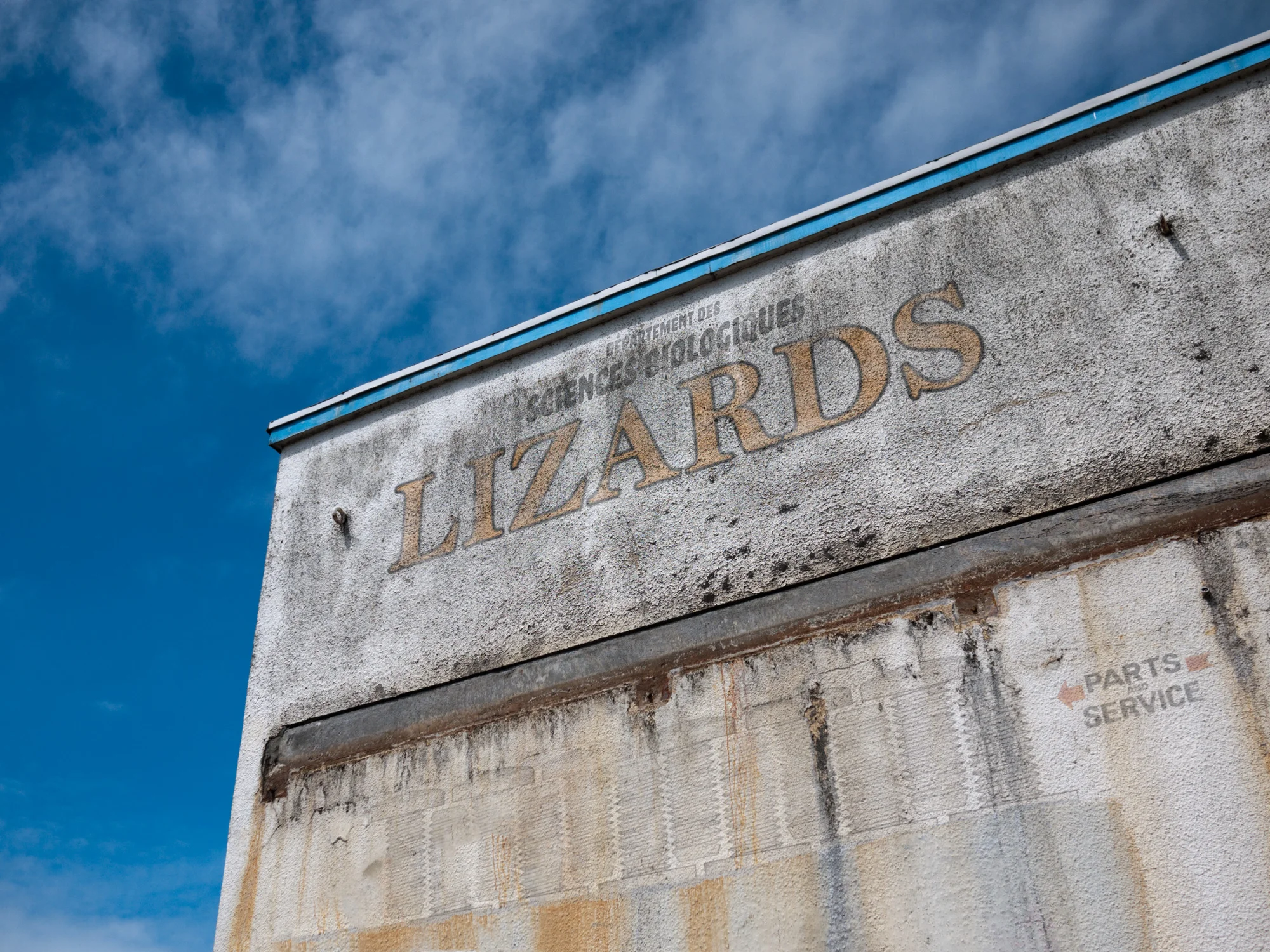 LIZARDS.jpg