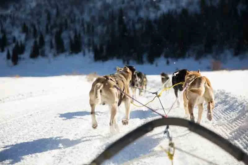A team of huskies pulling a sled through a snowy landscape with forested area in the background.