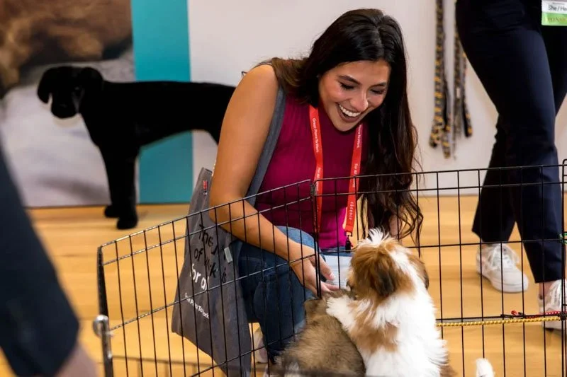 Woman smiling and interacting with a Shetland Sheepdog puppy inside a playpen, at an indoor event.