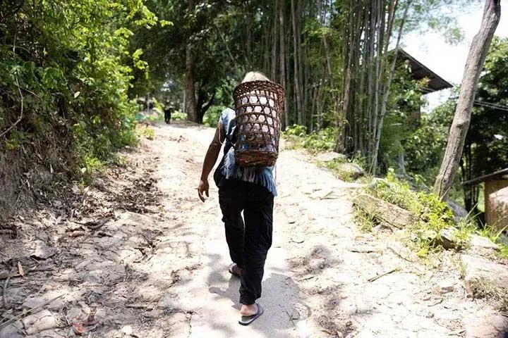 A person walking on a dirt path with a woven basket on their back, surrounded by greenery and trees.