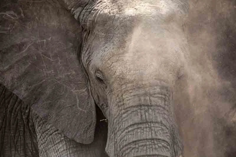 Close-up of two elephants touching heads and trunk, highlighting the wrinkles and textured skin.