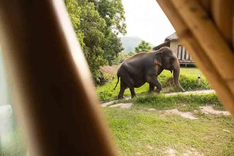 An elephant walking outdoors on a grassy area next to a house, viewed through a partially obscured opening.
