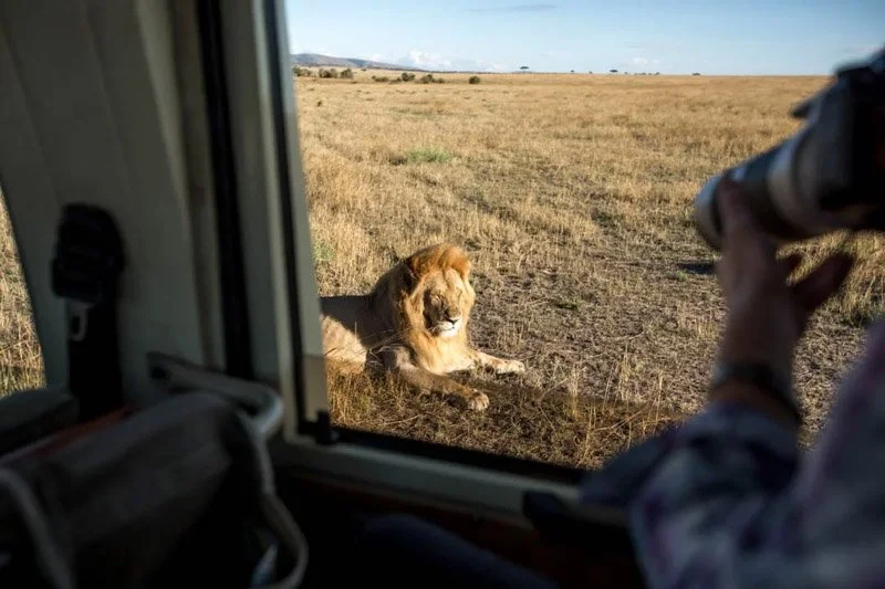 A lion resting on the grass outside the window of a vehicle, with a person holding binoculars nearby.