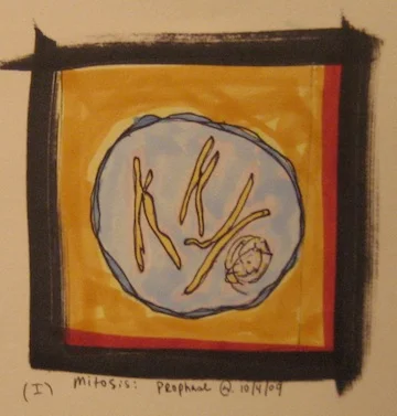 Prophase Sketch
