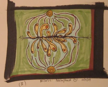 Metaphase Sketch