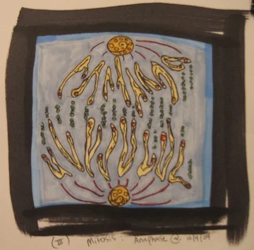 Anaphase Sketch