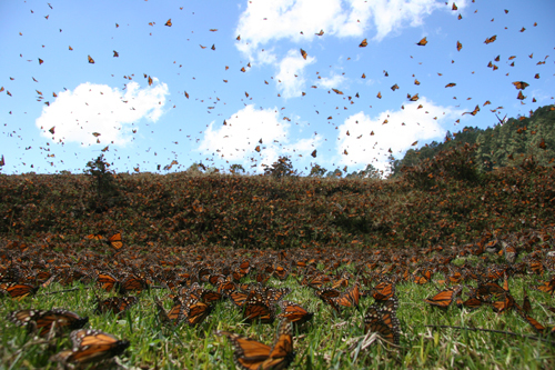 Every year, Monarch butterflies migrate from central Mexico to the United States and Canada. It requires several months and multiple generations of butterflies to make it to the northern United States and Canada. It’s likely that only the great ‘grandchildren’ of the butterflies Miguel followed, made it that far. Photo credit: SK Films.