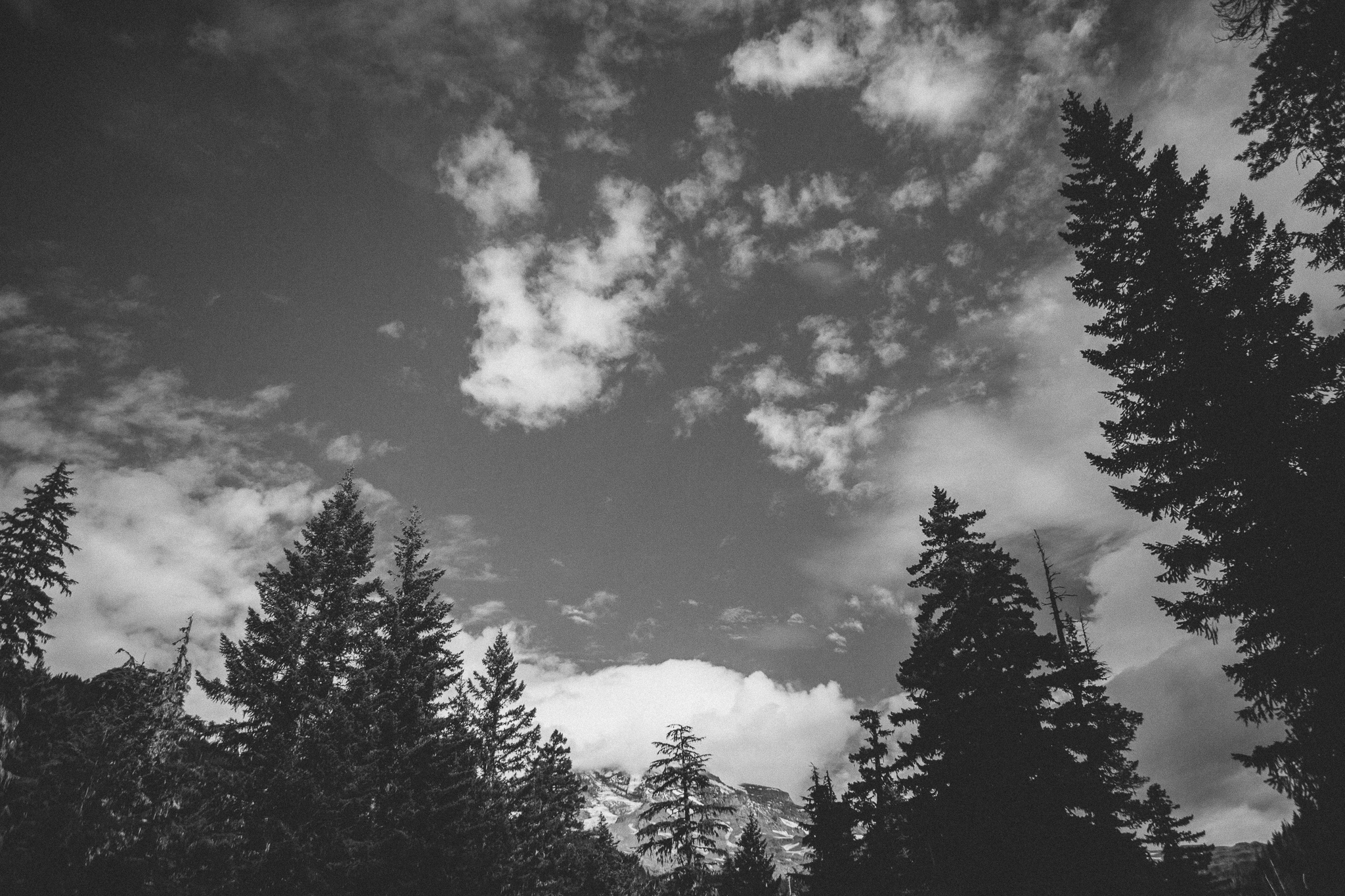 Pacific North West forest