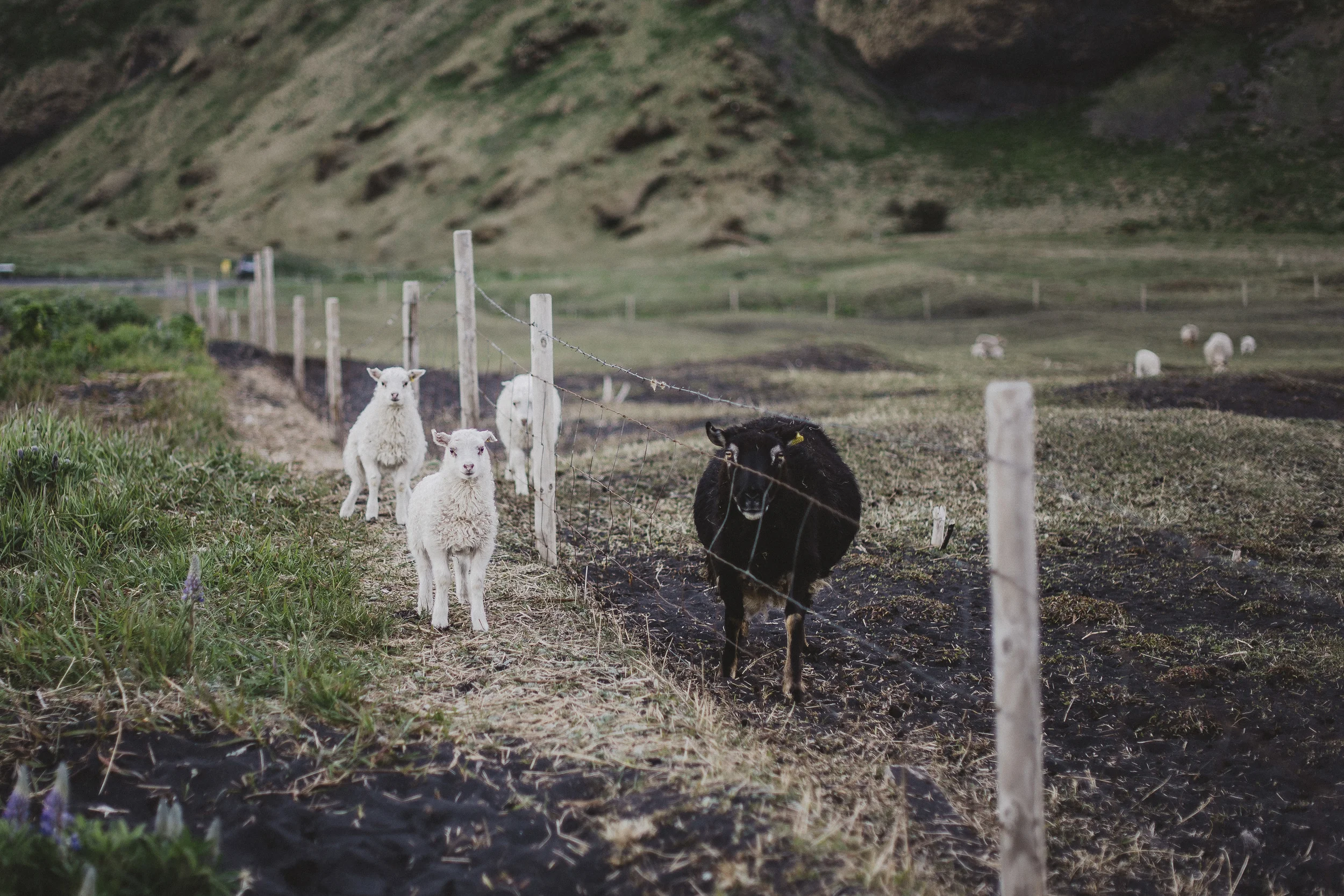 IcelandDayTwo181.jpg