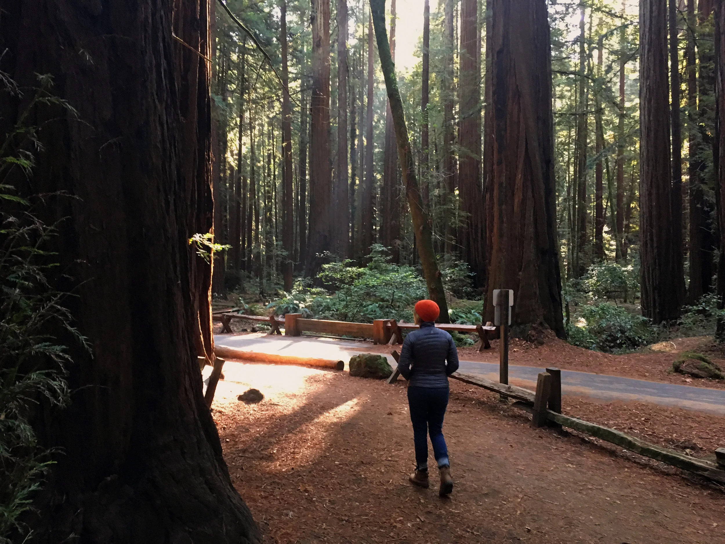 quillandarrowredwoods.jpg