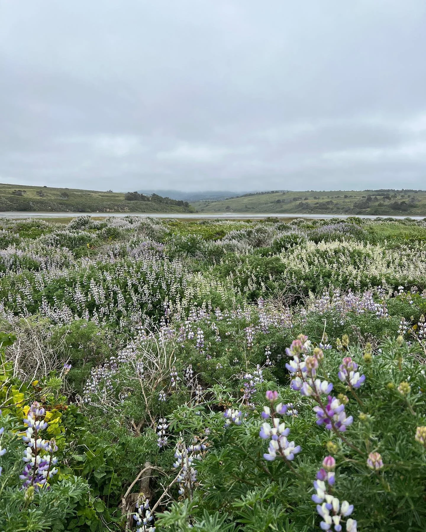 Full bloom Mothers Day walk with @terryrobeyschaible. Foggy and sweet. One of my favorite walks.