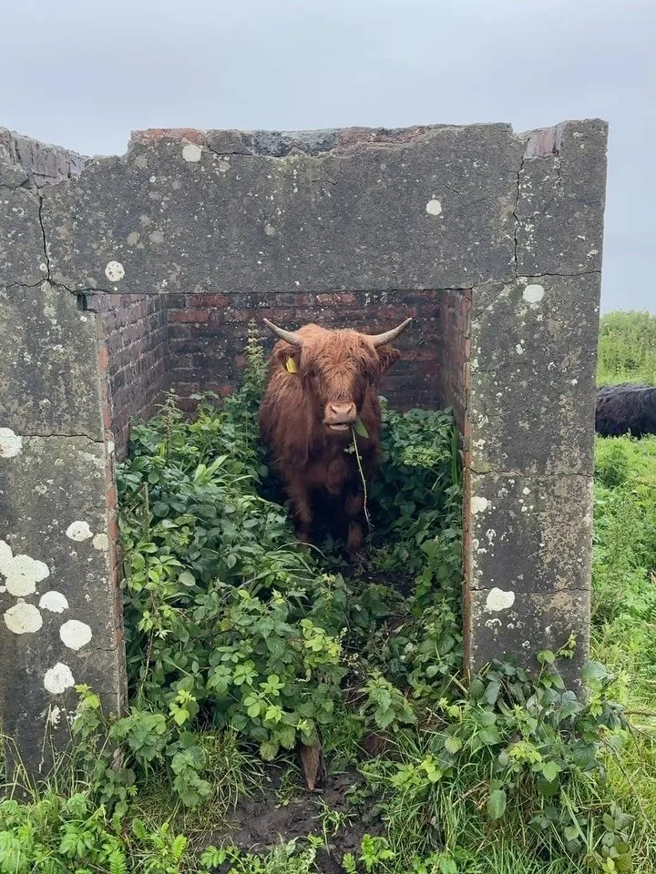 Favorite everything else. (Including Hobie the highland cow) #scotland #scotlandroadtrip