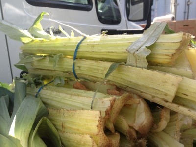 cardoons