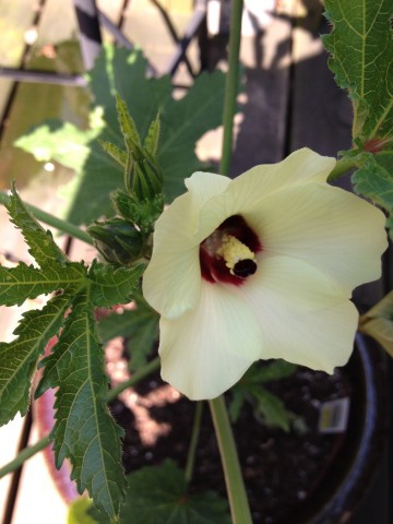okra