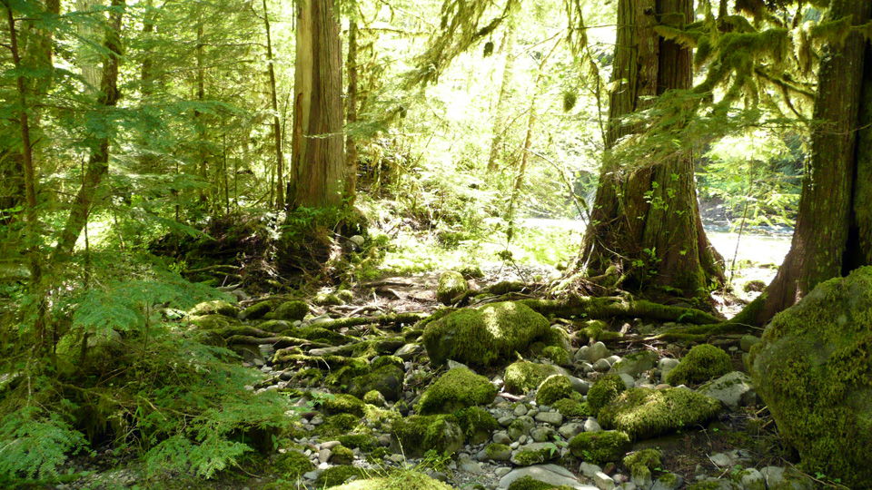 Oregon creek side.jpg