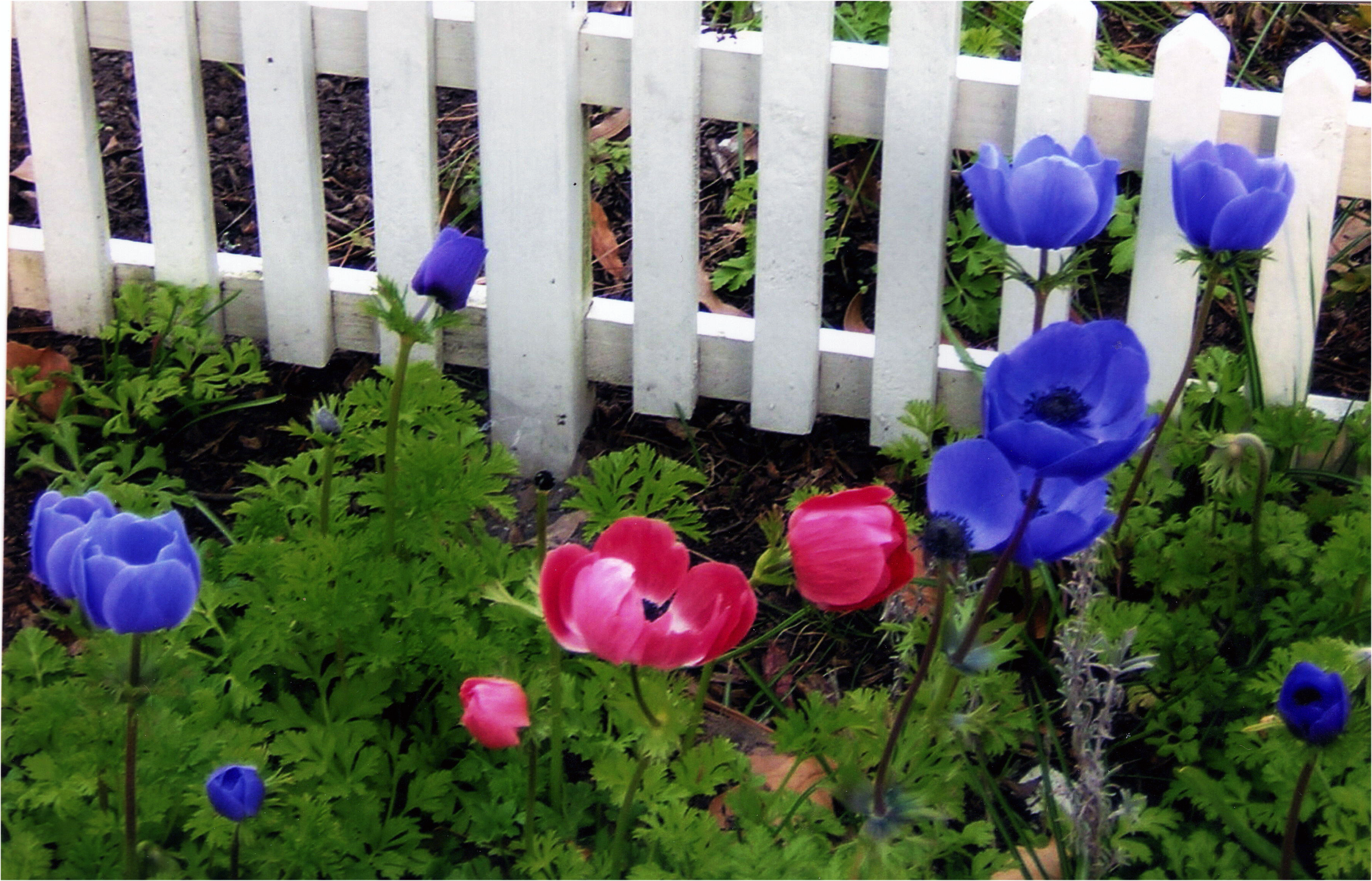 poppies @ Williamsburg.png
