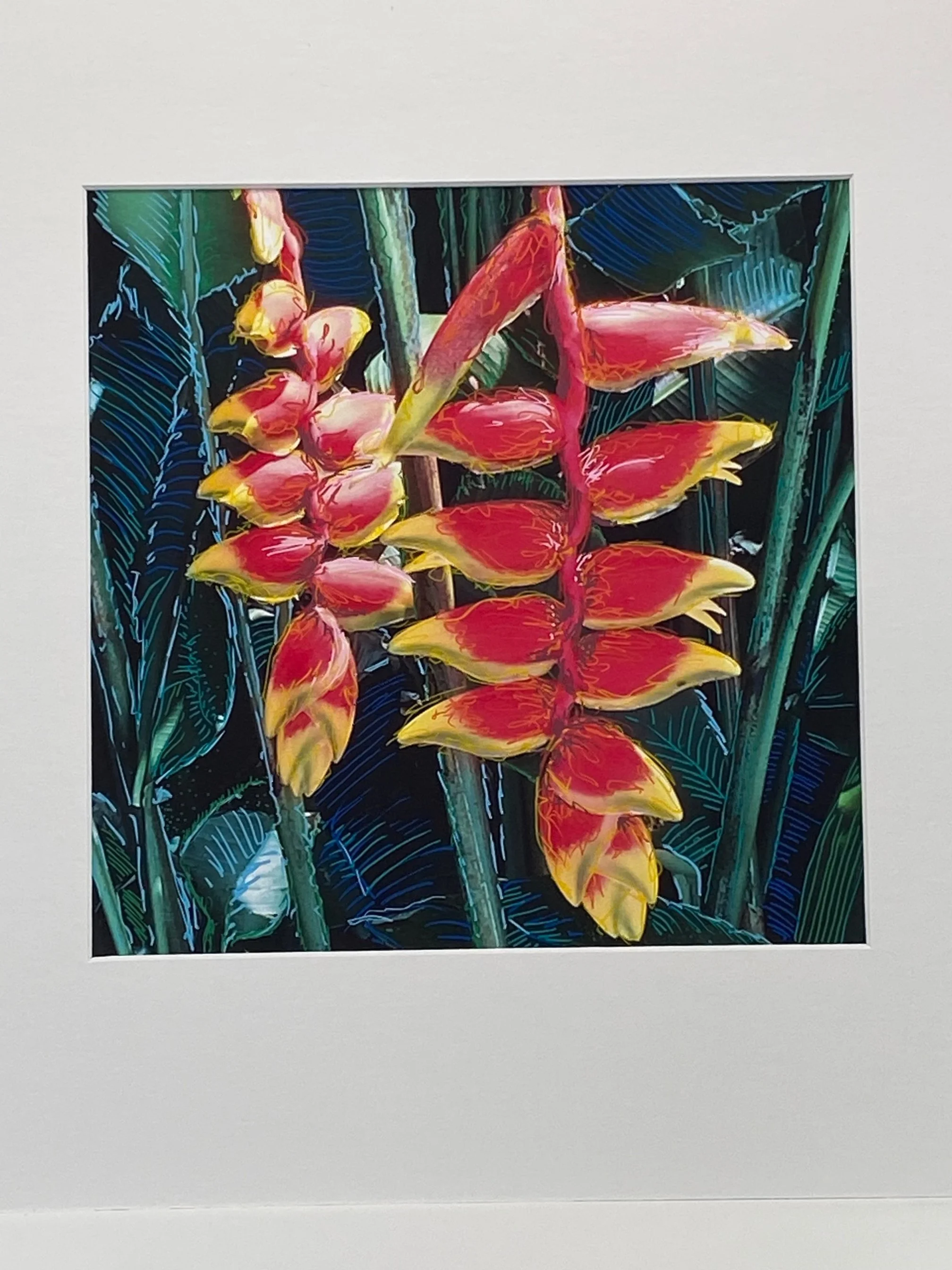 Heliconia