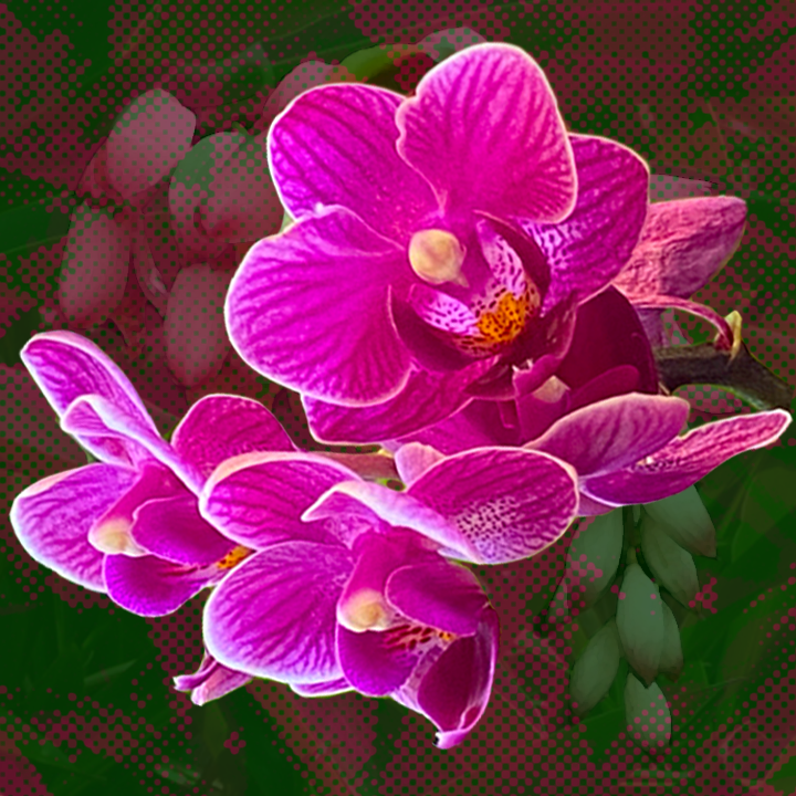Purple Orchids (SOLD)
