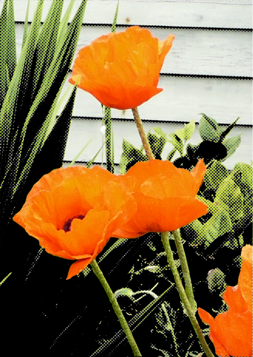 Poppies