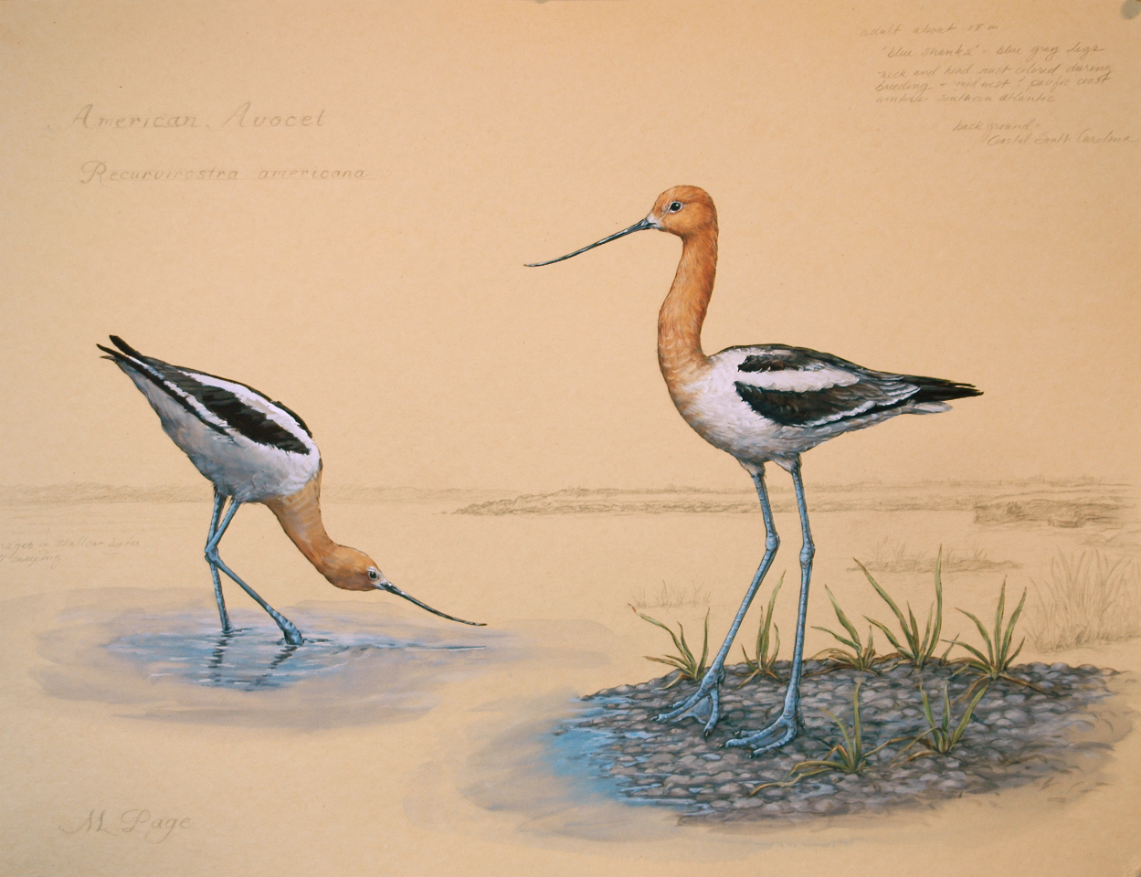 Avocet on Coastal Carolinas I