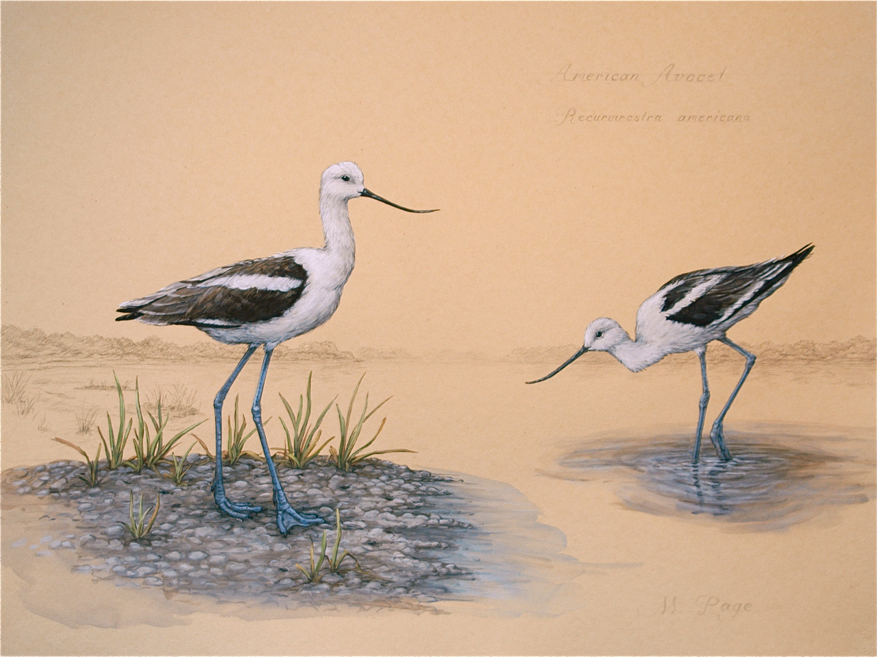 Avocet on Coastal Carolinas II