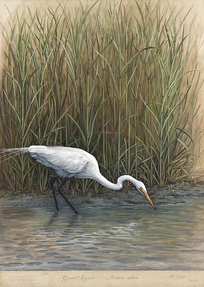 Great Egret in Marsh, I