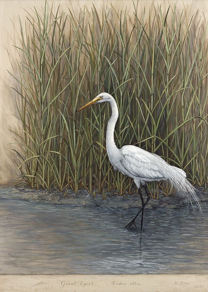 Great Egret in Marsh, II