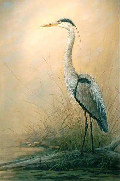 Great Blue Harron