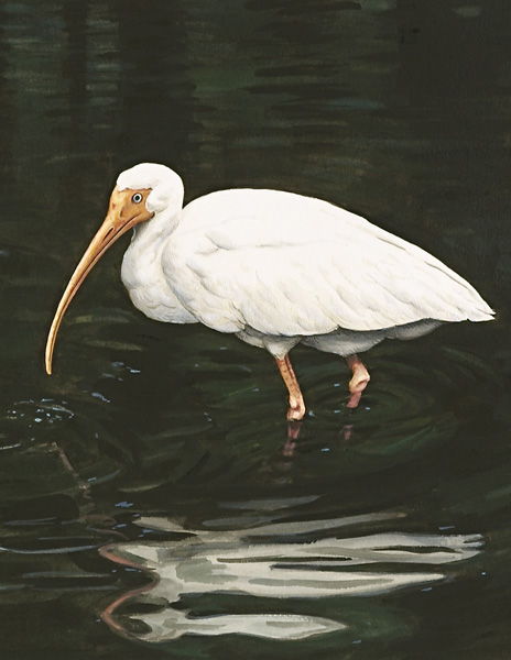 Ibis