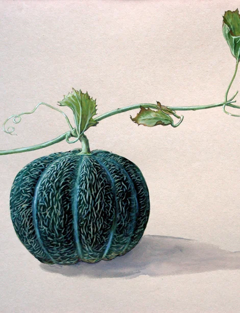 Honeydew Melon