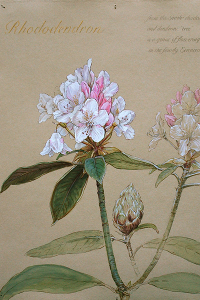 Rhododendron