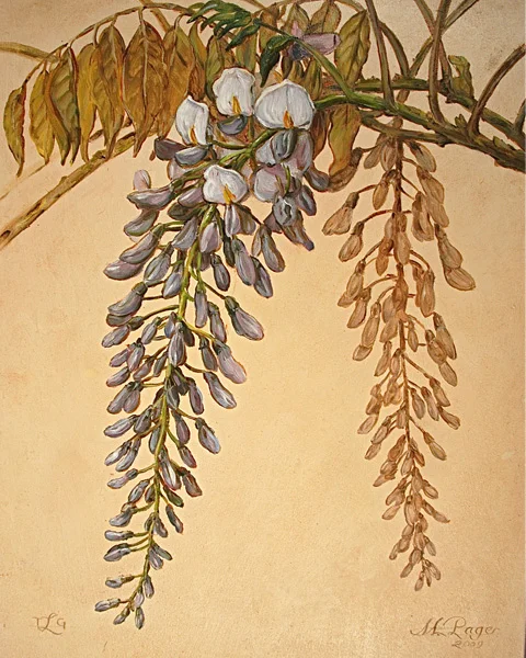 Wisteria