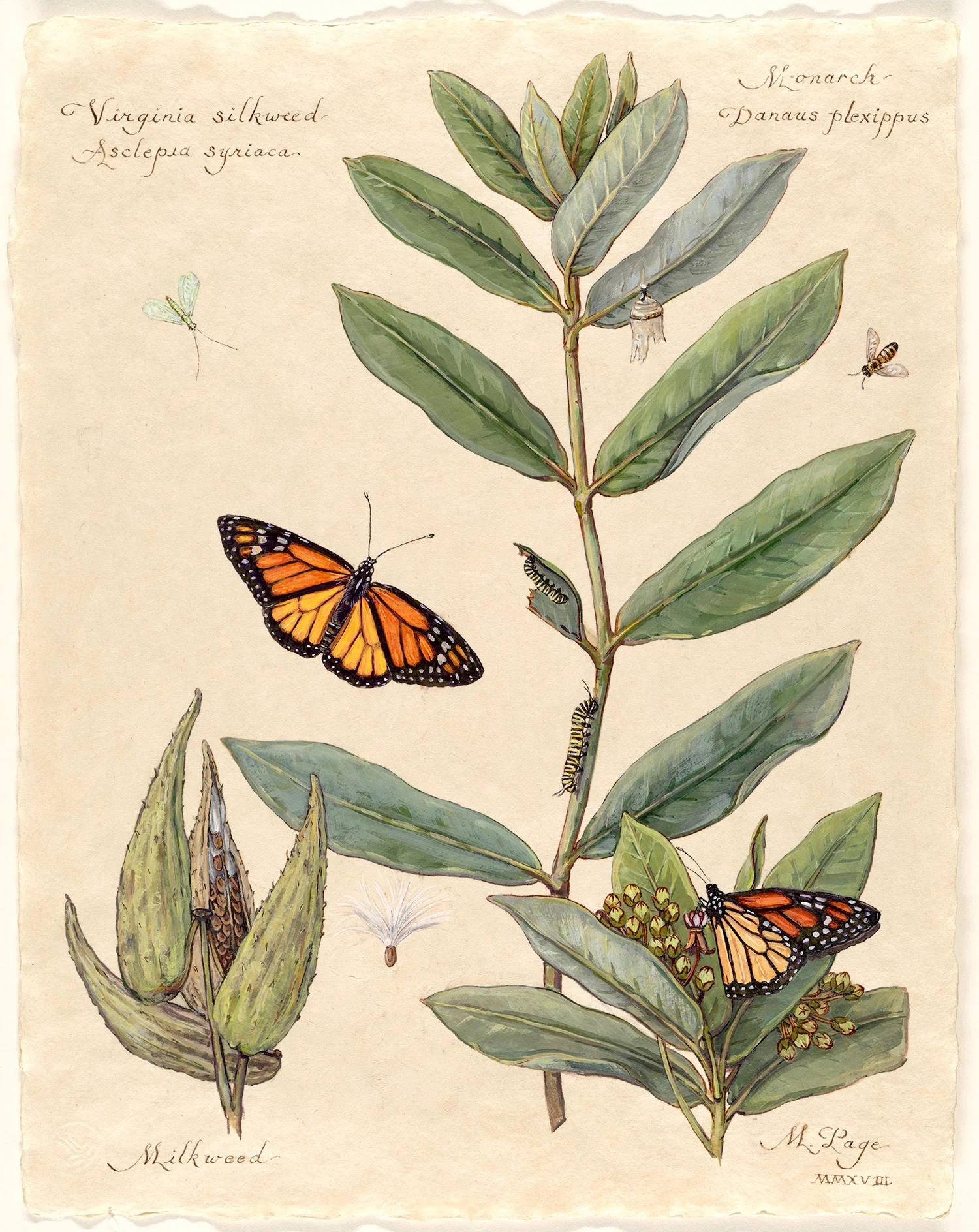 Monarch on Virginia Silkweed I Milkweed Plant with Blossoms and Seed Pods Bee and Lacewing 11”x14” sheet – $180