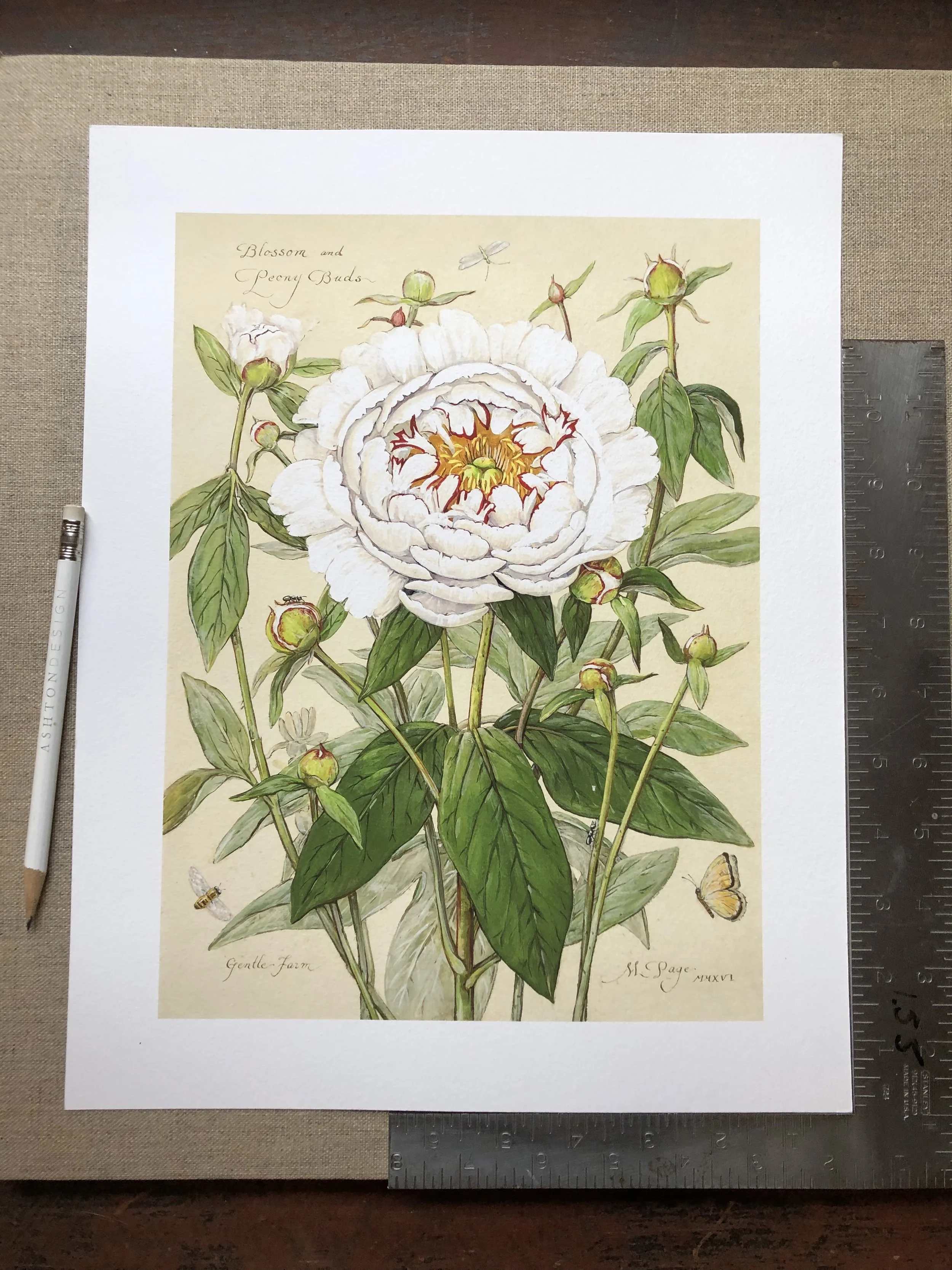Peony Blossom with Buds 11”x14” sheet – $180