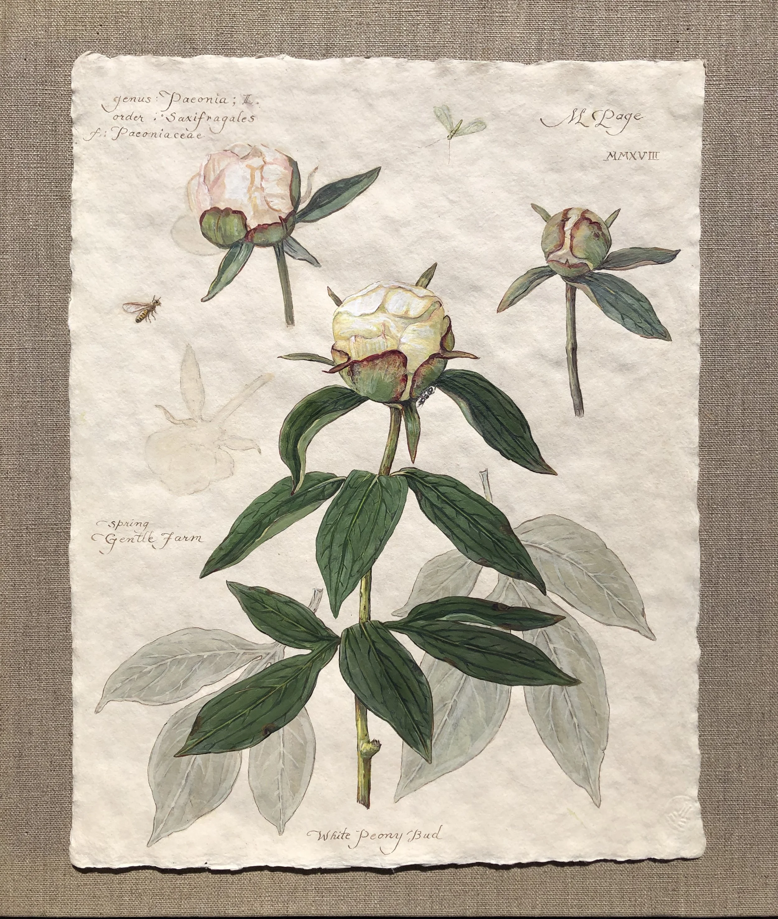 White Peony Buds with Lacewing and Bee 11”x14” sheet – $180