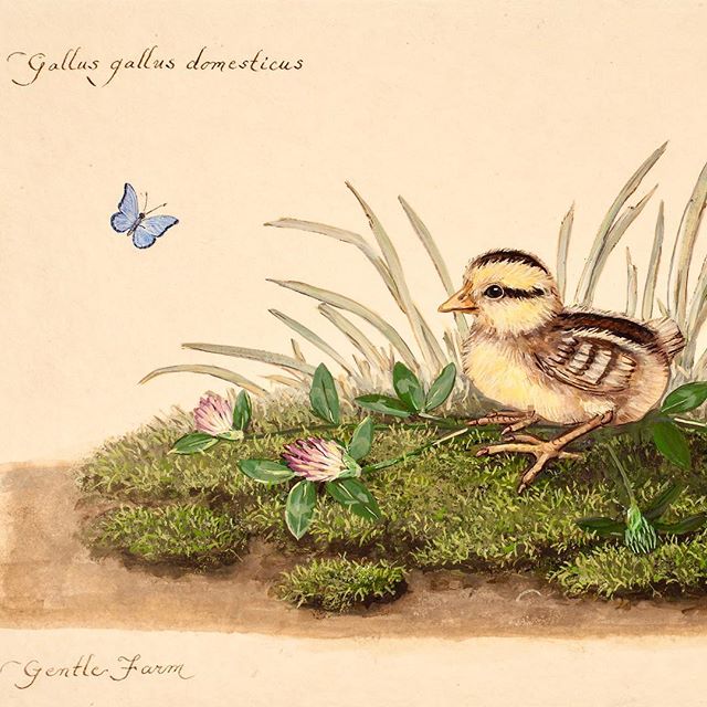 Happy Easter
&ldquo;Chick on Moss with Clover &amp; Blue Flutterby&rdquo;
watercolor on vellum cotton paper
study from Gentle Farm : Heritage Breed - Junglefowl