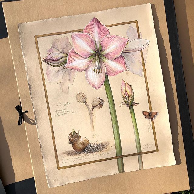 Amaryllis
copper flutterby 
bulb and plant studies