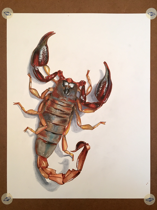 Scorpion Study - COPIC Marker & Multiliner