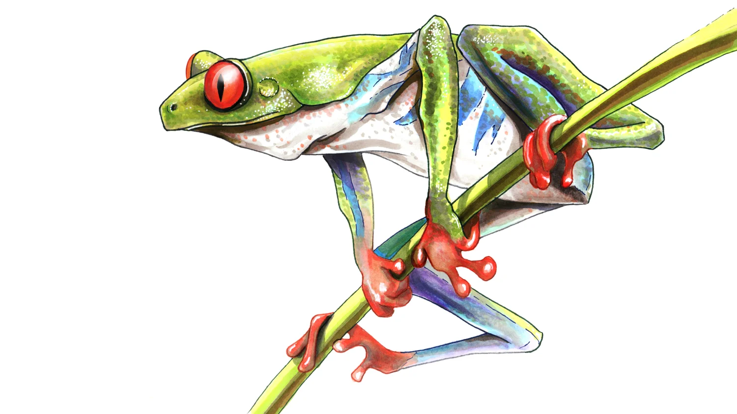 Tree Frog